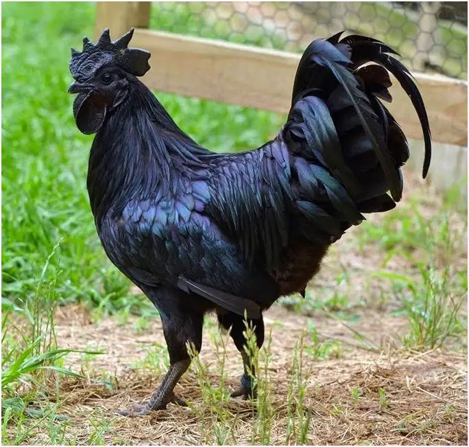 Ayam Cemani Chicken