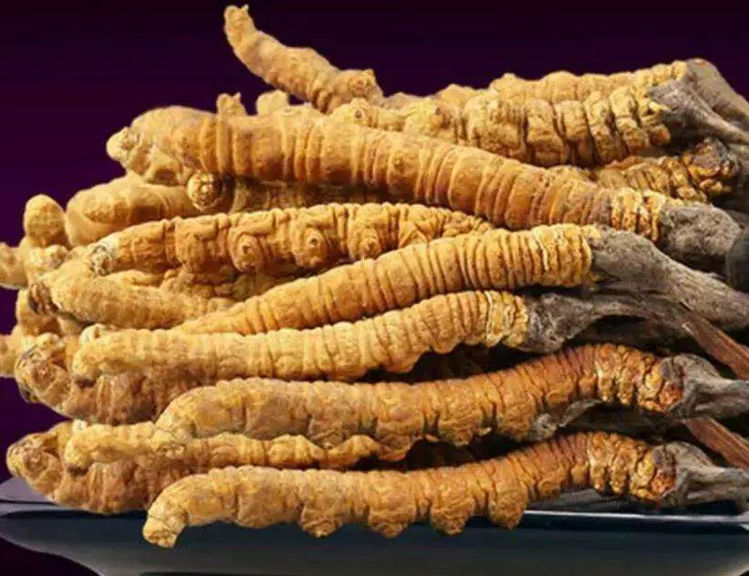 Cordyceps Sinensis