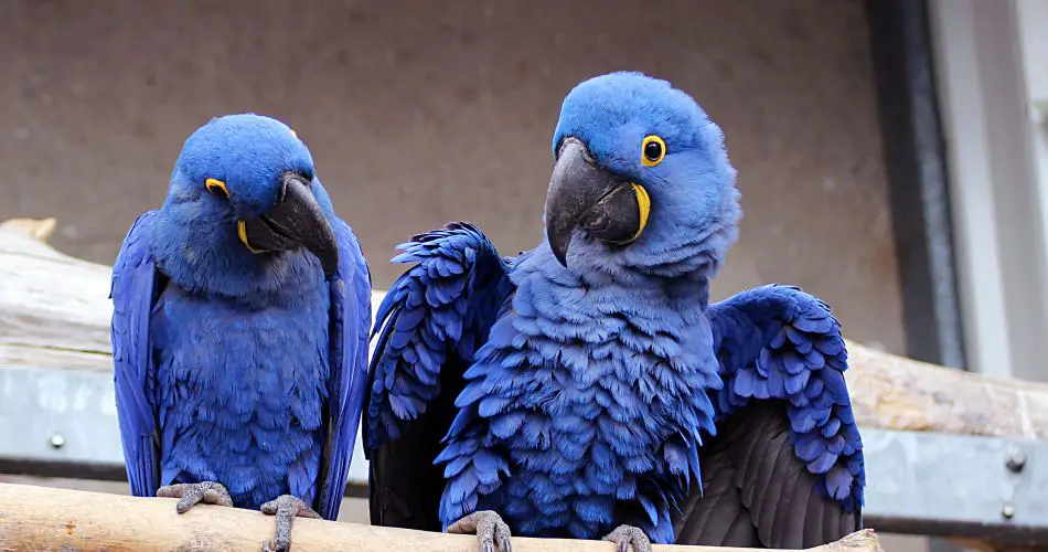 Hyacinth Macaws
