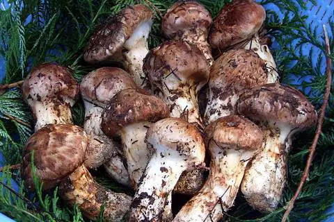 Matsutake Mushroom