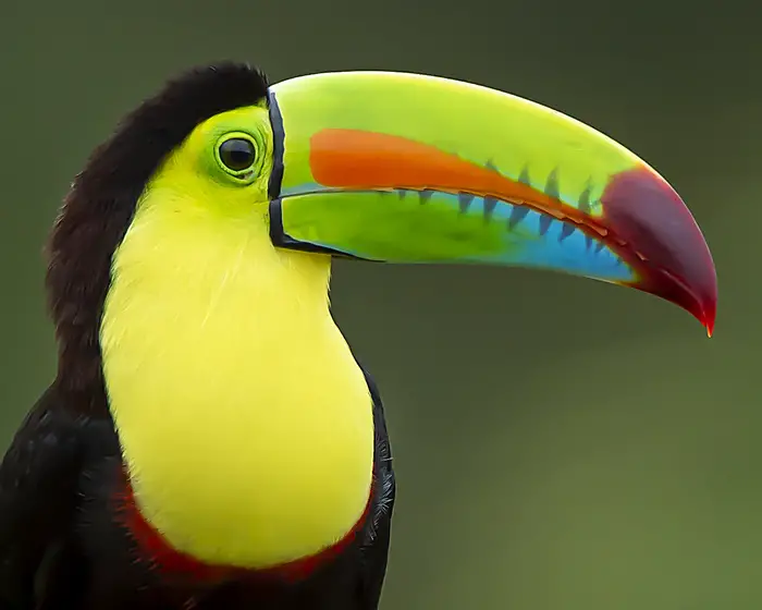 The 10 Most Expensive Bird in the World