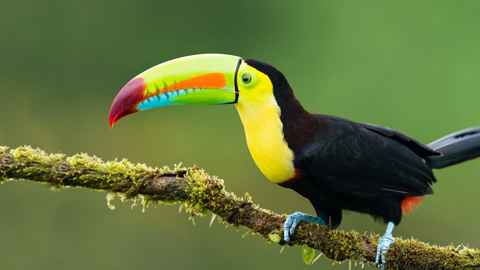 The 10 Most Expensive Birds In The World