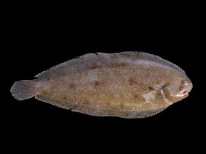 Why is Dover sole so expensive?
