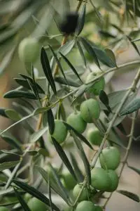 Why are green olives more expensive than black?