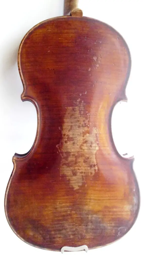 Dolphin Stradivarius