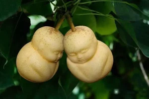 Buddha Shaped Pears
