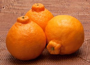 Dekopon Citrus