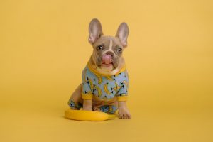 Top 10 Most Expensive French Bulldog in the World