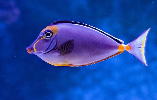 Top 10 Most Expensive Fish To Eat in the World