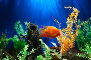 Top 10 Most Expensive Aquarium Fish In The World