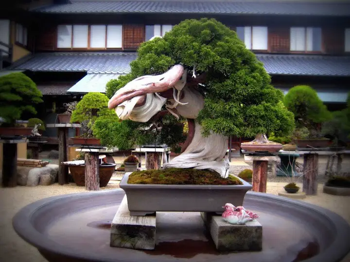 most expensive bonsai tree