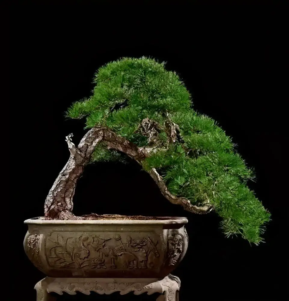 10 Most Expensive Bonsai Trees