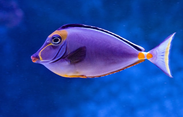 Top 10 Most Expensive Fish To Eat In The World