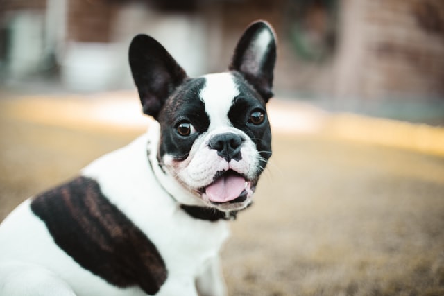 Why Are French Bulldogs So Expensive? 