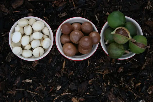 Why Are Macadamia Nuts So Expensive?