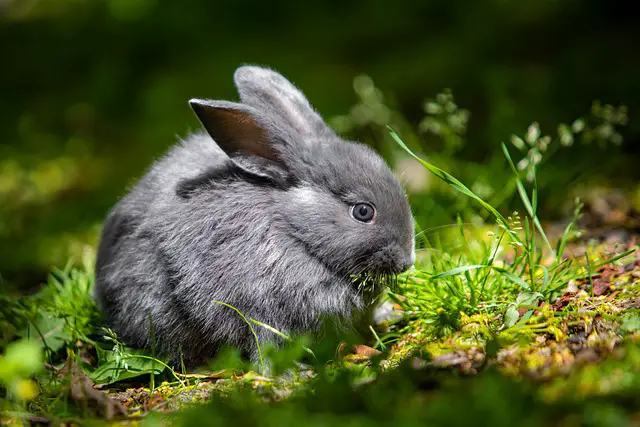 Why Are Chinchillas So Expensive?