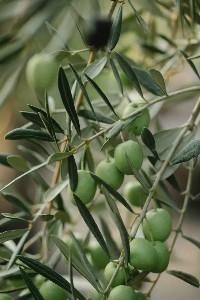 Why Are Green Olives More Expensive Than Black?