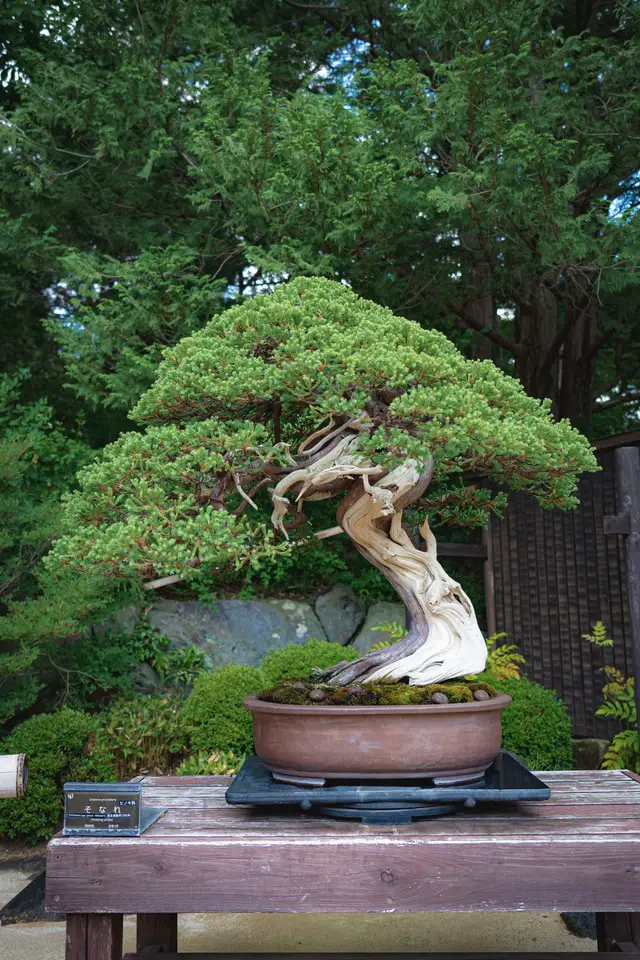 Why Are Bonsai Trees So Expensive?